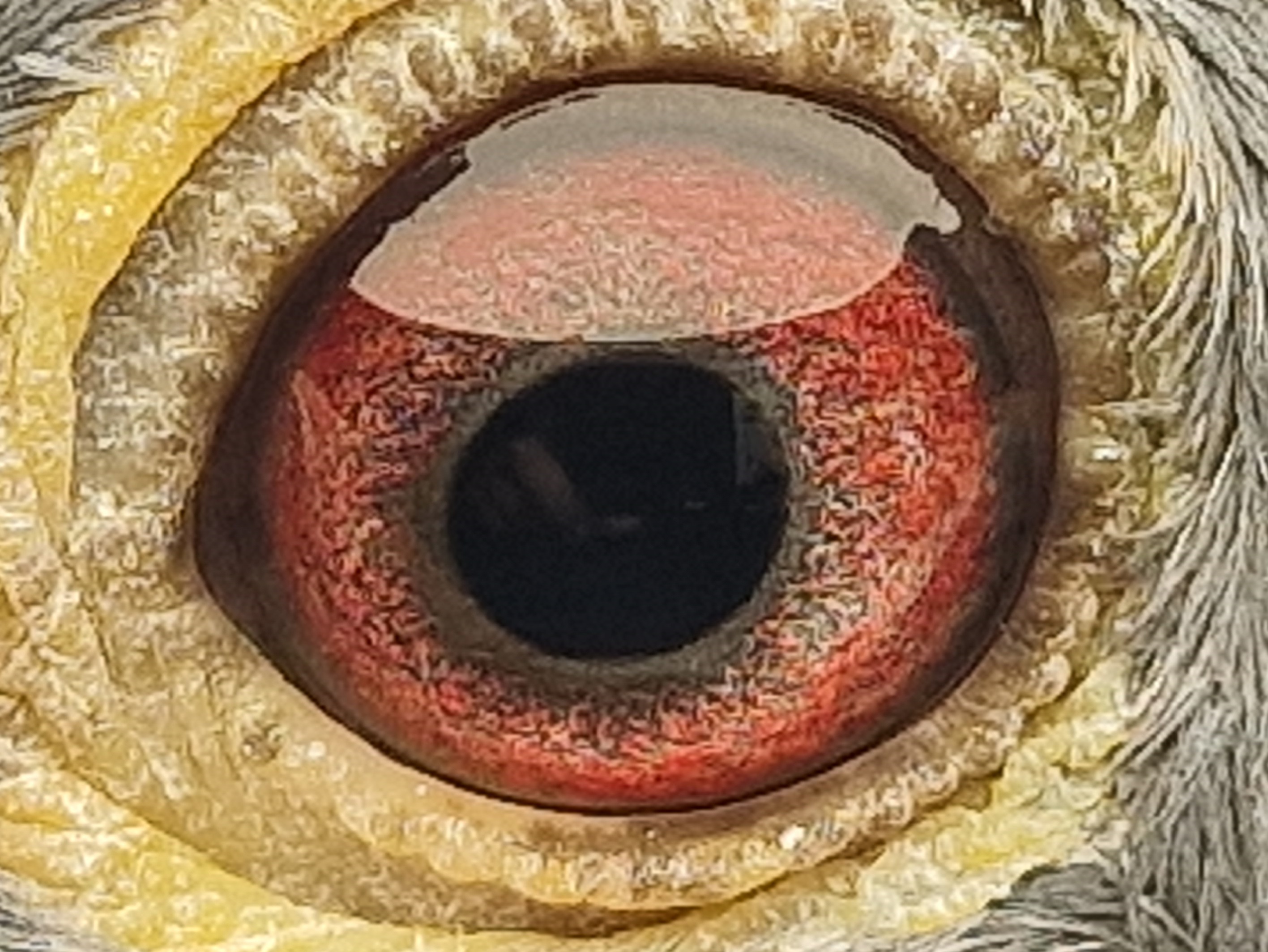 Pigeon eye